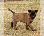 Small #2 Belgian Malinois
