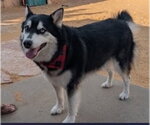 Small #2 Siberian Husky