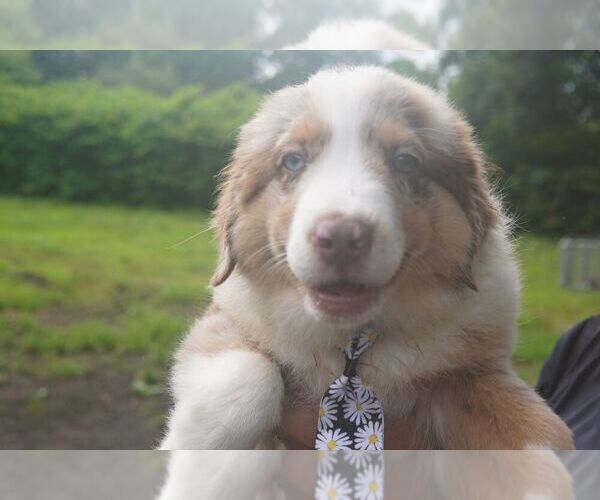 Medium Photo #3 Miniature Australian Shepherd Puppy For Sale in BROCKTON, MA, USA