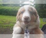 Small #2 Miniature Australian Shepherd