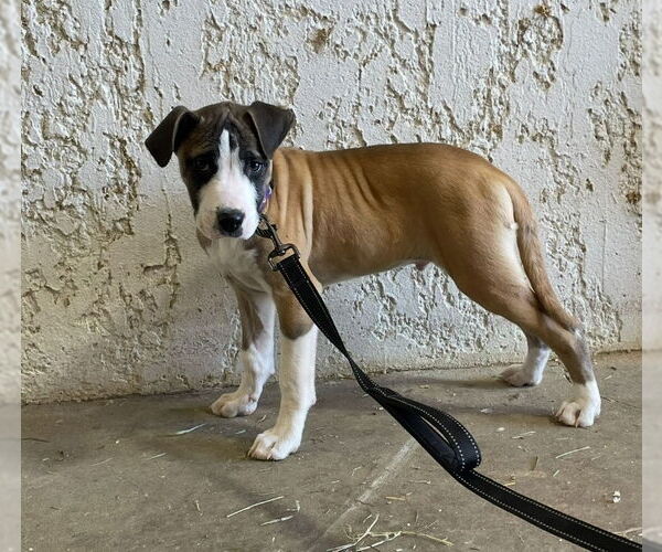 Medium Photo #2 Mastiff-Unknown Mix Puppy For Sale in Rocky Mount, NC, USA