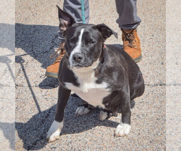 Medium Photo #4 Boxer-Unknown Mix Puppy For Sale in Huntley, IL, USA