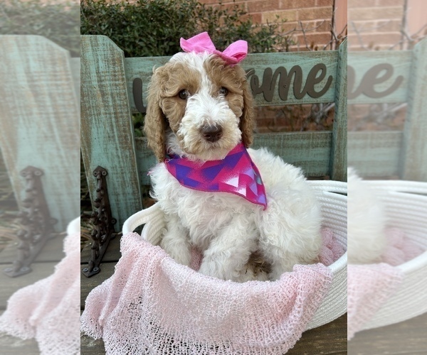Medium Photo #10 Goldendoodle Puppy For Sale in SHERMAN, TX, USA