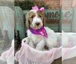Small Photo #10 Goldendoodle Puppy For Sale in SHERMAN, TX, USA