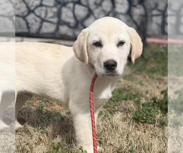 Medium Photo #1 Great Pyrenees-Unknown Mix Puppy For Sale in Yardley, PA, USA