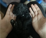 Puppy 5 Goldendoodle-Poodle (Standard) Mix