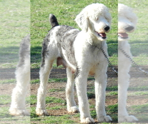 Mother of the Sheepadoodle puppies born on 03/19/2022