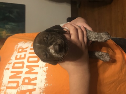 Medium Photo #1 German Shorthaired Pointer Puppy For Sale in TAYLORVILLE, IL, USA