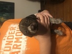 Small Photo #1 German Shorthaired Pointer Puppy For Sale in TAYLORVILLE, IL, USA