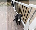Small Photo #2 Boxer-Golden Retriever Mix Puppy For Sale in Aurora, IN, USA