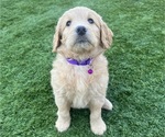 Small Photo #65 Goldendoodle Puppy For Sale in PHOENIX, AZ, USA