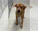 Small #4 Labrador Retriever Mix