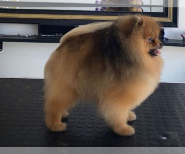 Medium Photo #8 Pomeranian Puppy For Sale in CHULA VISTA, CA, USA