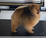 Small #7 Pomeranian