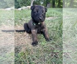Small #9 Belgian Malinois
