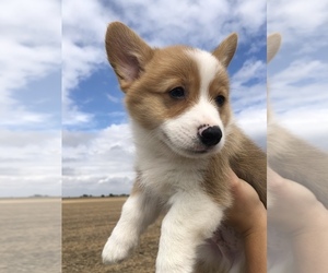 Pembroke Welsh Corgi Puppy for sale in ARTHUR, IL, USA