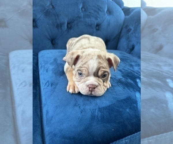 Medium Photo #15 English Bulldog Puppy For Sale in ATLANTA, GA, USA