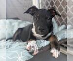 Small #1 Mutt