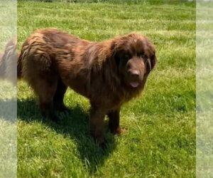 Mutt Dogs for adoption in Croydon, NH, USA