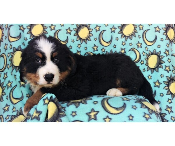 Medium Photo #5 Bernese Mountain Dog Puppy For Sale in LANCASTER, PA, USA