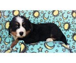 Small Photo #5 Bernese Mountain Dog Puppy For Sale in LANCASTER, PA, USA