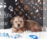 Small #2 Shorkie Tzu