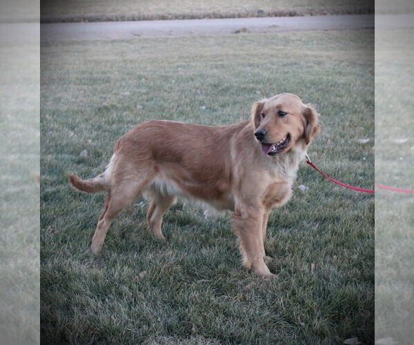 Medium Photo #1 Golden Retriever Puppy For Sale in BAYARD, NE, USA