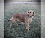 Small Photo #1 Golden Retriever Puppy For Sale in BAYARD, NE, USA