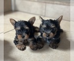 Small #5 Yorkshire Terrier