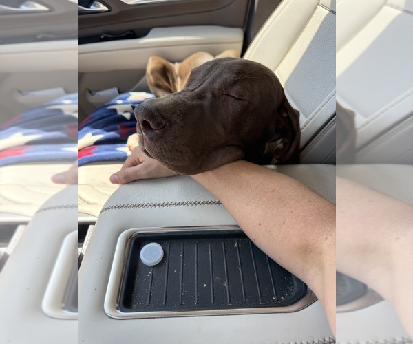 Medium Photo #4 Great Dane Puppy For Sale in HALLETTSVILLE, TX, USA