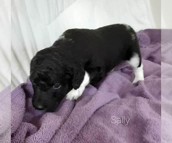 Medium Photo #12 Labradoodle-Poodle (Standard) Mix Puppy For Sale in GALION, OH, USA