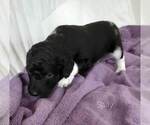 Small Photo #12 Labradoodle-Poodle (Standard) Mix Puppy For Sale in GALION, OH, USA