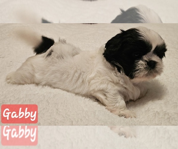 Medium Photo #1 Shih Tzu Puppy For Sale in REPUBLIC, MO, USA