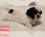 Puppy Gabby Shih Tzu