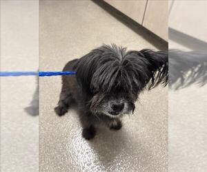 Mutt Dogs for adoption in Las Vegas, NV, USA