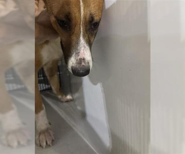 Medium Photo #1 Border Collie Puppy For Sale in Houston, TX, USA