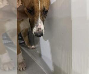 Border Collie Dogs for adoption in Houston, TX, USA