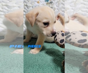 Labrador Retriever-Unknown Mix Dogs for adoption in Brooksville, FL, USA
