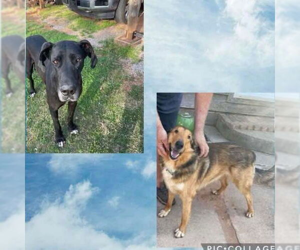 Medium Photo #2 Collie-Great Dane Mix Puppy For Sale in Bullard, TX, USA
