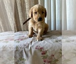 Puppy AKC Jack Golden Retriever