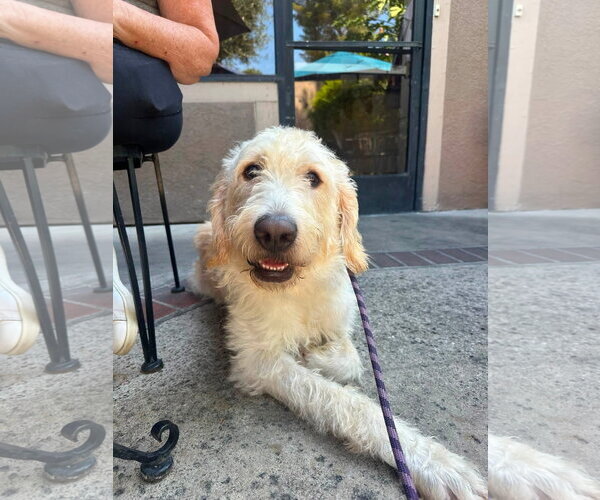 Medium Photo #2 Labradoodle Puppy For Sale in San Diego, CA, USA