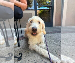 Rudy - Male Labradoodle Dog for Adoption - Photo #2