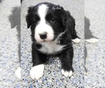 Puppy Puppy 2 Male Bordernese