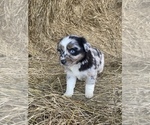 Small #3 Australian Shepherd
