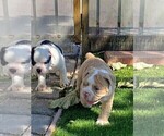 Small Photo #14 Olde English Bulldogge Puppy For Sale in NORTH LAS VEGAS, NV, USA