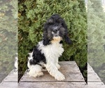 Small #3 Cockapoo