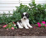 Puppy Denali Maltipoo