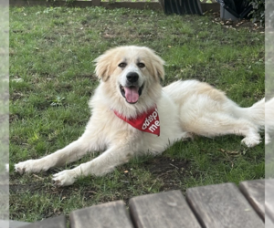 Great Pyrenees-Unknown Mix Dogs for adoption in Brooklyn, NY, USA