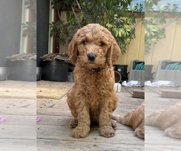 Medium Photo #2 Goldendoodle Puppy For Sale in CASTRO VALLEY, CA, USA