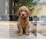 Small Photo #2 Goldendoodle Puppy For Sale in CASTRO VALLEY, CA, USA
